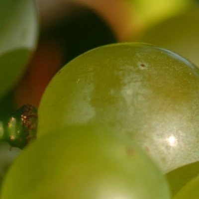 Hibernal ANT 0348